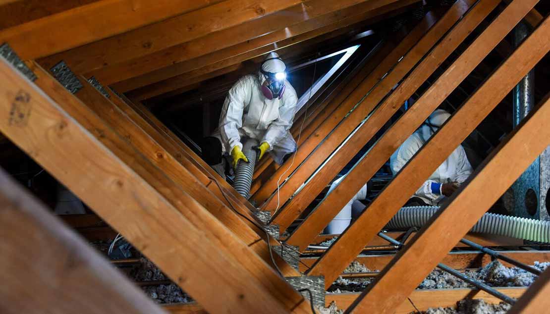 attic-clean-out-rodent-control-service (1)